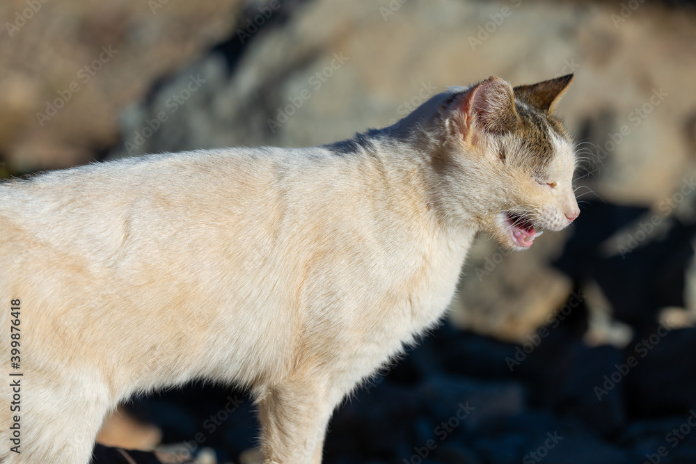 The cat walks along the trail against the backdrop of the mountain of Moses in Egypt The cat walks along the trail against the backdrop of the mountain of Moses in Egypt