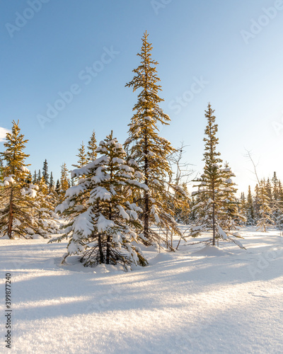 Stunning sunny day in the middle of the wilderness  woods  forest in northern Canada with snow covered trees  blue sky and bright sun. 