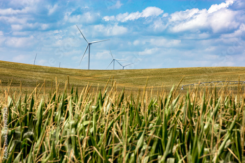 Obraz na płótnie Nebraska corn fields with wind turbines