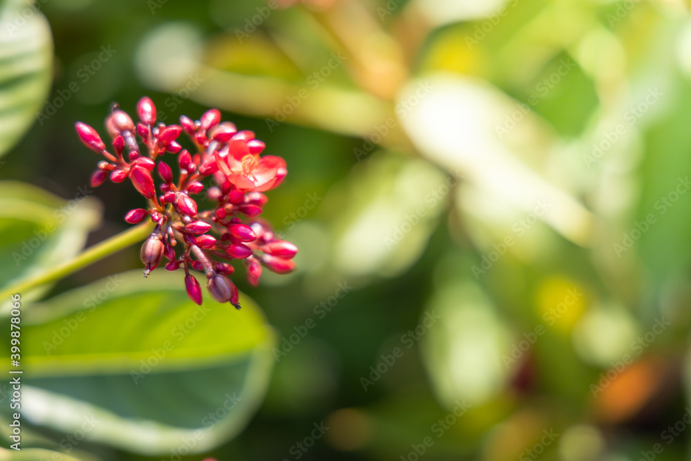 The background image of the colorful flowers The background image of the colorful flowers