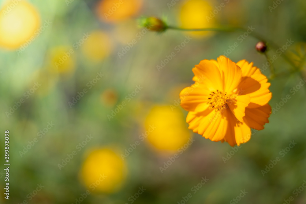 The background image of the colorful flowers The background image of the colorful flowers