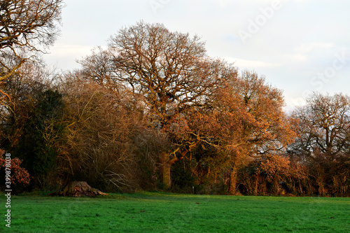 Bare trees in the park at sunset in winter, Coventry, England
