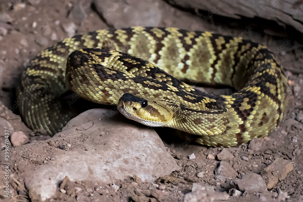 Black Tailed Rattlesnake Coiled on Ground Close Up Black Tailed Rattlesnake Coiled on Ground Close Up