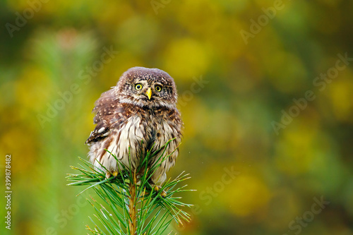 Fluffy owl. Eurasian pygmy owl, Glaucidium passerinum, perched and balacing on top of pine. Bird of prey in colorful autumn forest on background. The smallest owl in Europe. Bird with angry look. photo