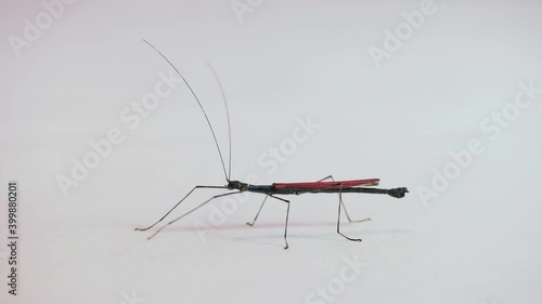 Wallpaper Mural Studio shot of adult male of Calvisia kneubuehleri, a species of tropical stick bug from Vietnam, Asia, also known as Picasso stick insect. Exotic animal, phasmid on white background. Copy space Torontodigital.ca