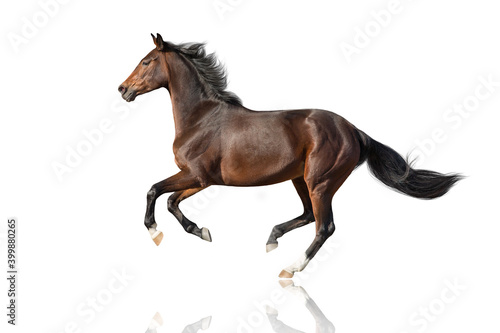 Bay stallion run gallop  isolated on white