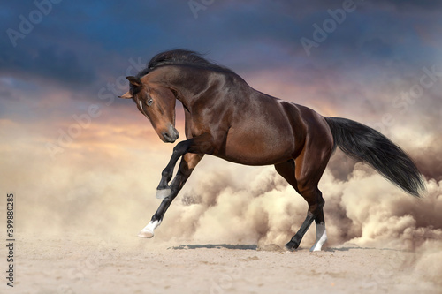 Bay stallion with long mane run fast against dramatic sky in dust