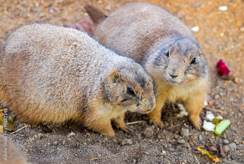 Two Black-tailed Prairie Dogs (Cynomys Ludovicianus) sharing their food. Wildlife photography