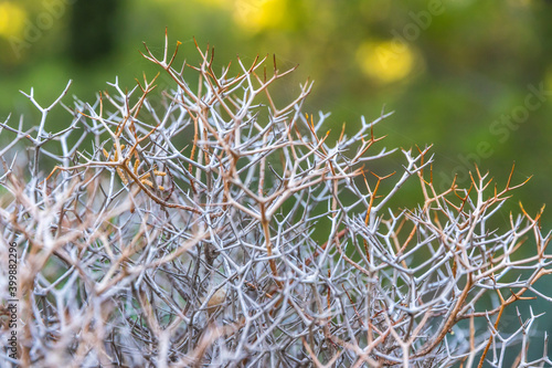 Sarcopoterium spinosum is a flowering perennial bush of Sarcopoterium genus in the Rose family. It is known as the prickly, spiny, or thorny burnet. Is common to the Mediterranean and the Middle East photo