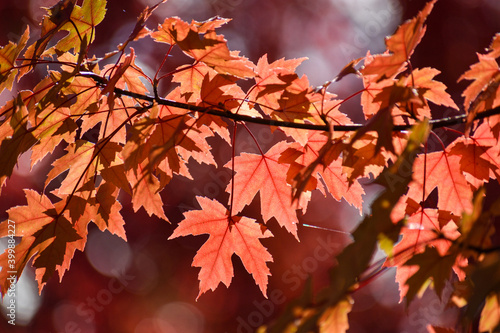 Red Maple Leaf Fall Bokeh Background