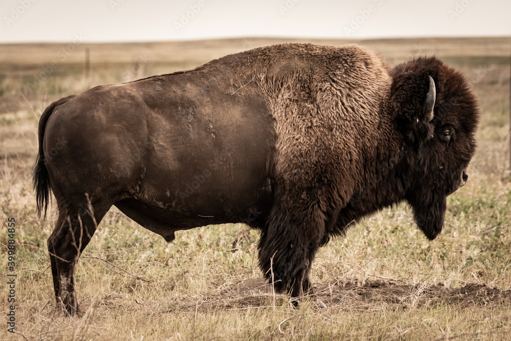 Bison Taking A Break From Scratching