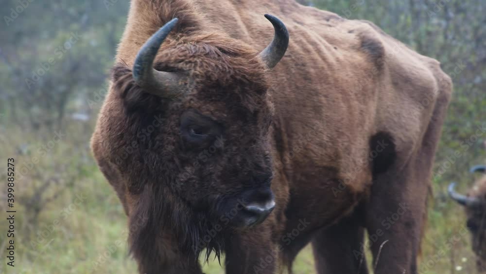 Large european bison bonasus bull guarding the herd,Czechia.