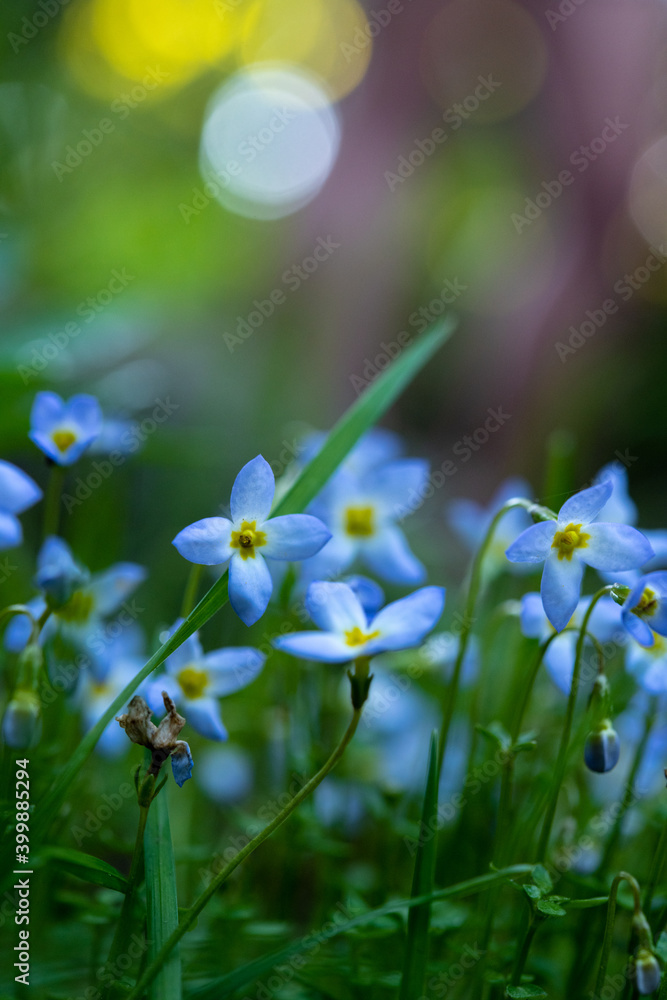 Bluet Flowers Bloom In Spring