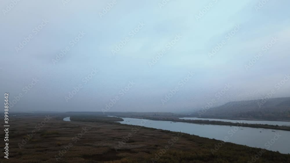 Aerial view of a big flock of birds dancing over a river on a cold morning Aerial view of a big flock of birds dancing over a river on a cold morning