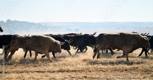 Fototapeta Naklejka Na Ścianę i Meble -  spanish brave bull with big horns on the bullring