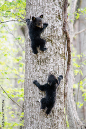 black bear cubs in tree

Great Smoky Mountains National Park