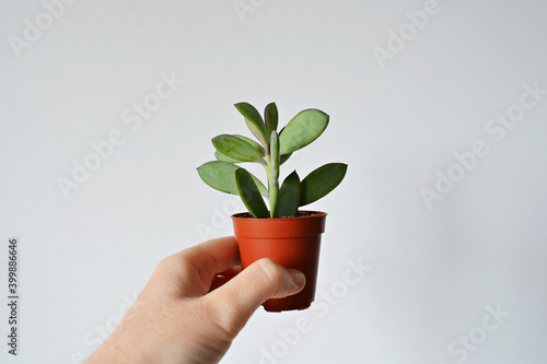 Hand holding senecio crassicaulis blue-grey house plant in brown pot over white photo