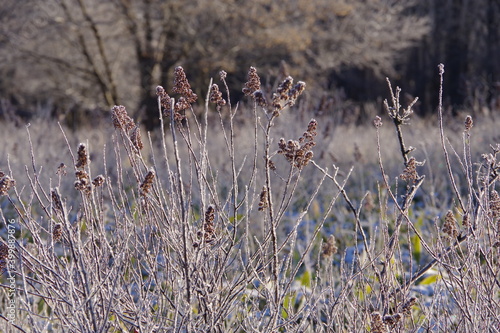 冬の朝の原野で霜の付いた枯草が煌めく自然の風景。