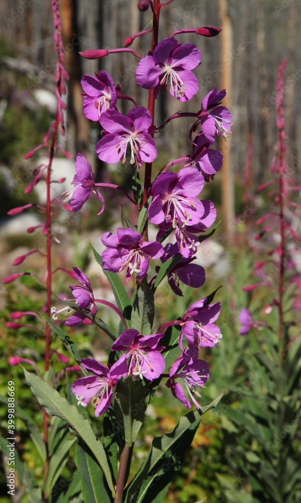 Obraz premium Fireweed (Epilobium angustifolium) pink wildflower in Beartooth Mountains, Montana