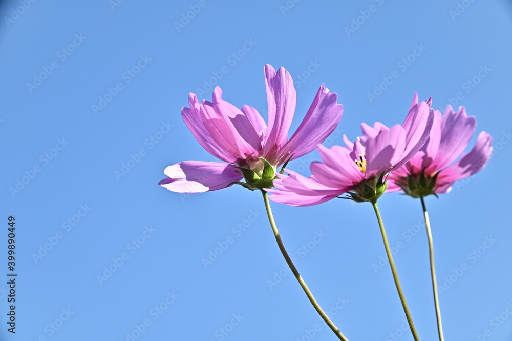 Close-up of pink cosmos flower against the bright sunny sky. Close-up of pink cosmos flower against the bright sunny sky.