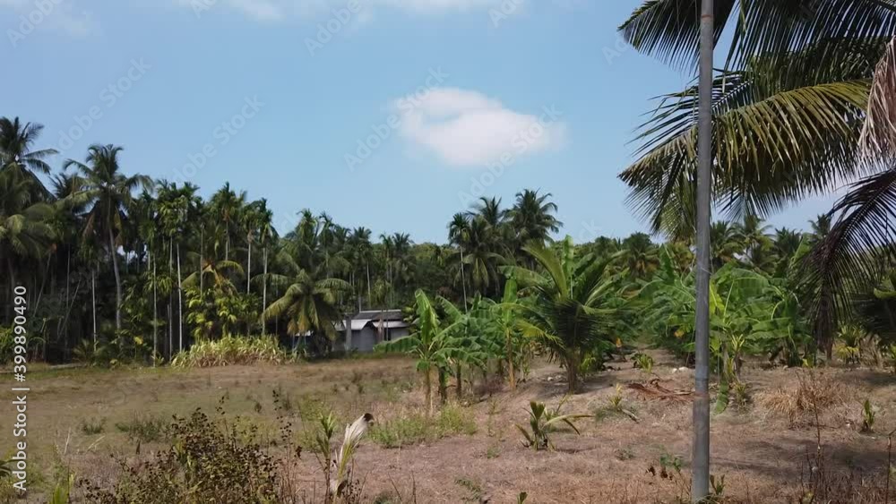 FIelds of banana trees on the andaman islands in india with small buildings and coconut palms around on a hot day in the dry season FIelds of banana trees on the andaman islands in india with small buildings and coconut palms around on a hot day in the dry season
