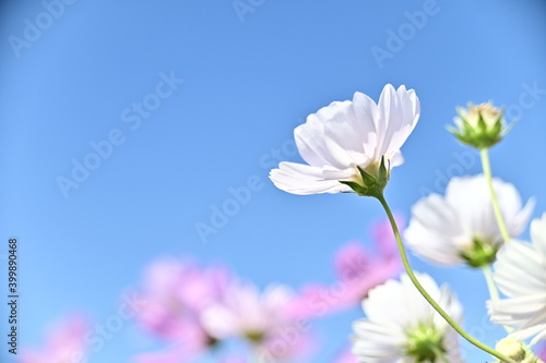 Close-up of white cosmos flower against the bright sunny sky.