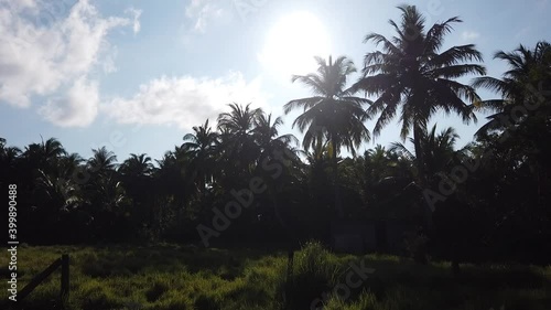 Palm trees and tropical vegetation mixed with simple farming field planting silhoetted against the bright afternoon sun on the Andaman islands in india photo