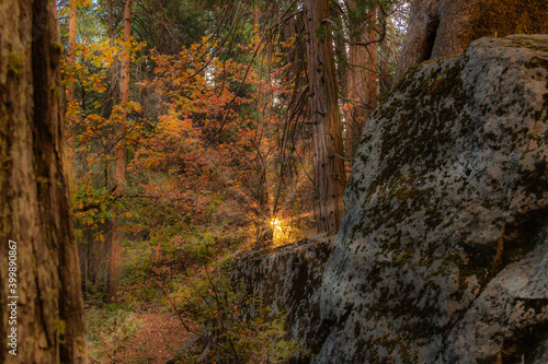 Fairy land sunbeams through the trees with a giant boulder