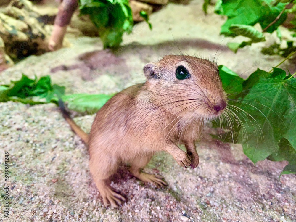 prairie dog eating prairie dog eating