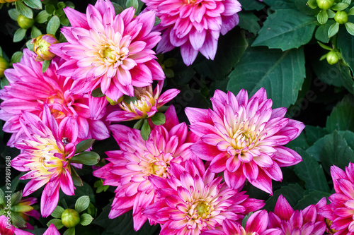 Beautiful flowers of Chinese Aster.