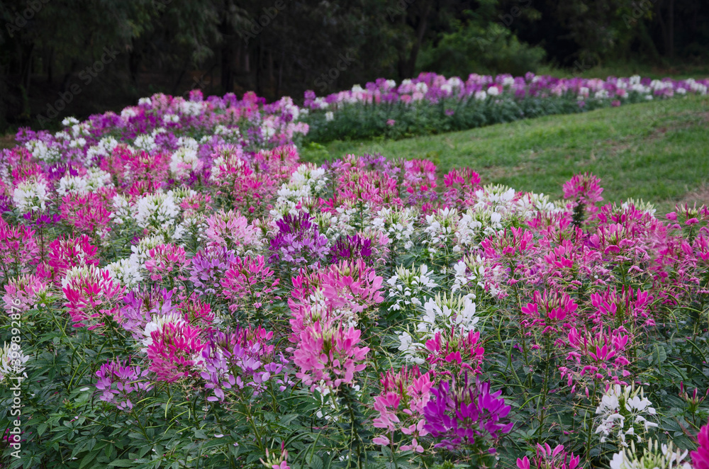 Beautiful flowers of spider flower in the garden Beautiful flowers of spider flower in the garden