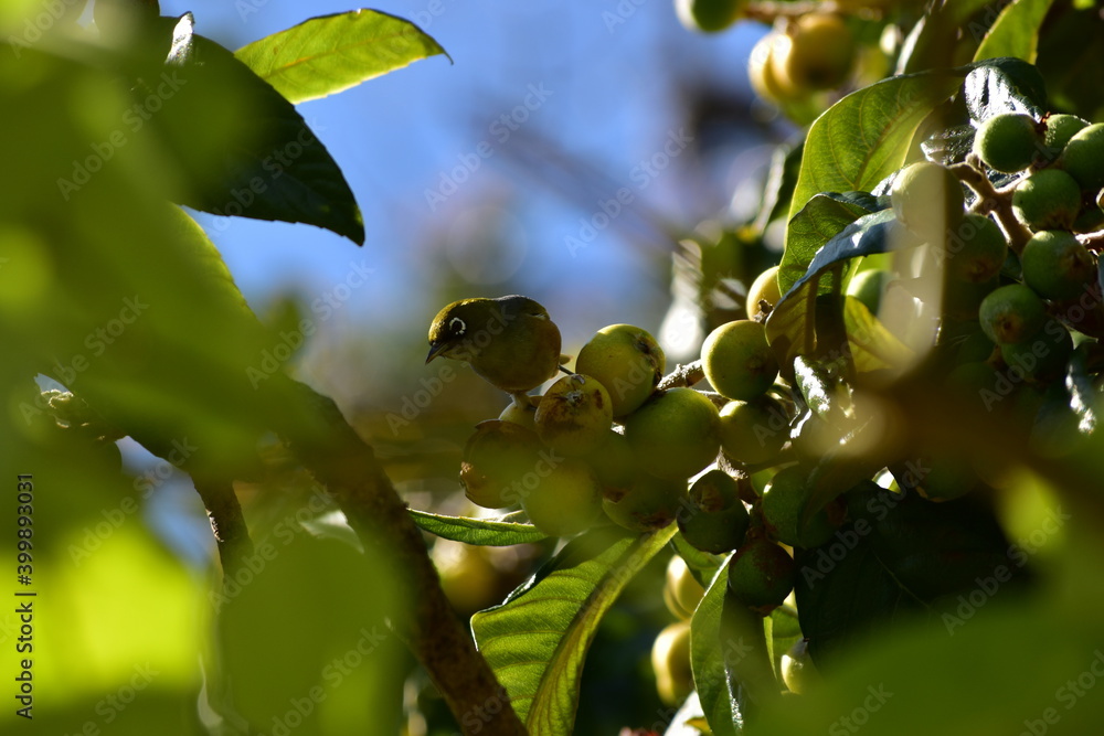 A silver wax eye bird sitting on a fruit tree New Zealand