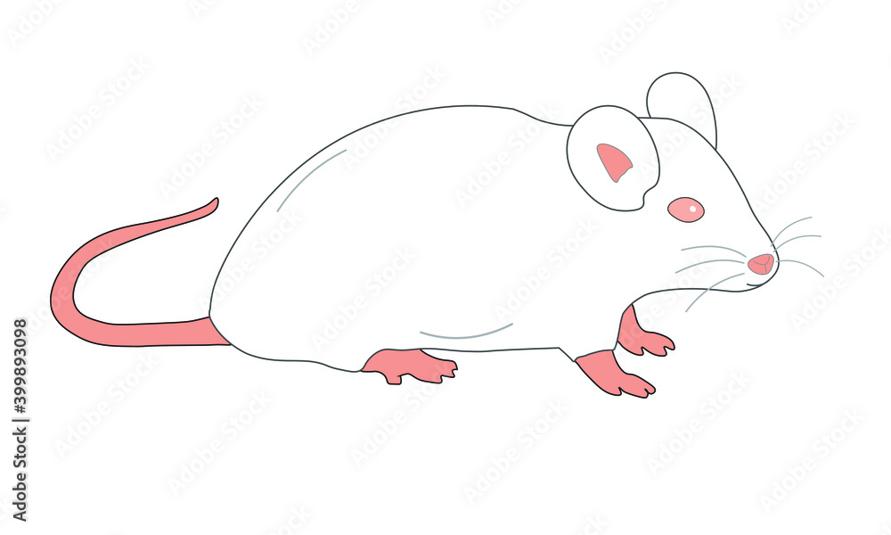 laboratory mouse laboratory mouse