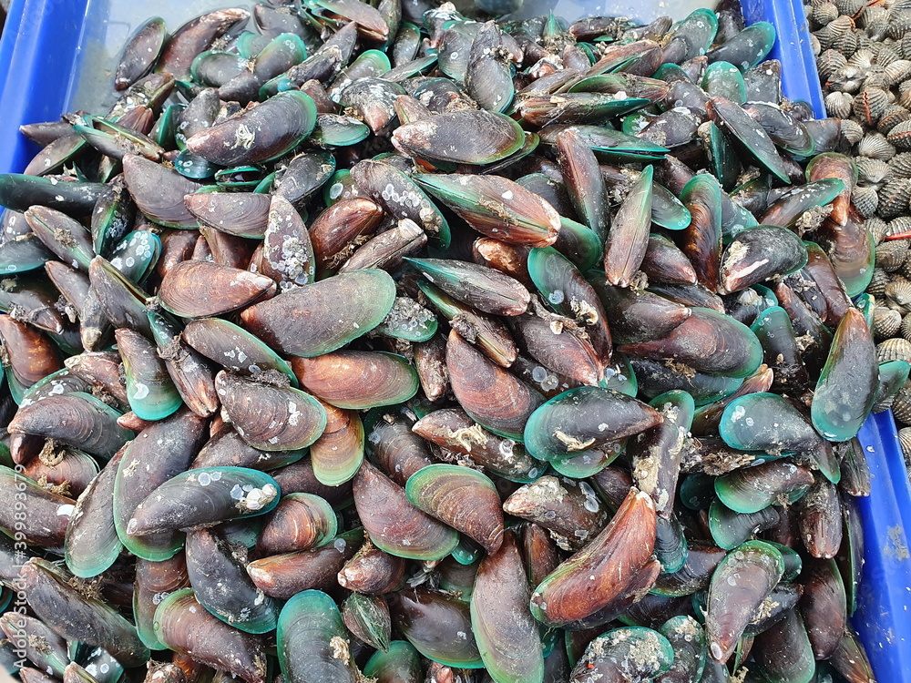 Greenlipped Mussels with barnacles on their shells are sold at seafood
