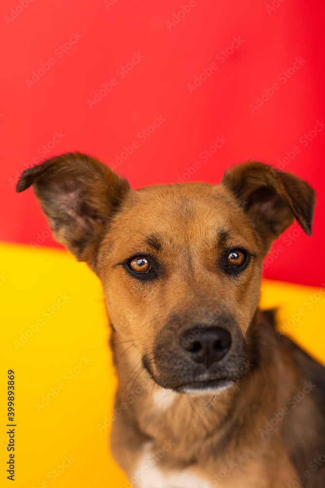 Portrait of a cute mixed dog on colorful background