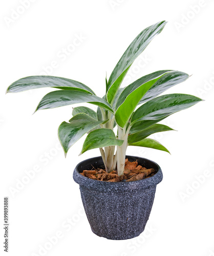 Beautiful Aglaonema in black plastic pot on white background