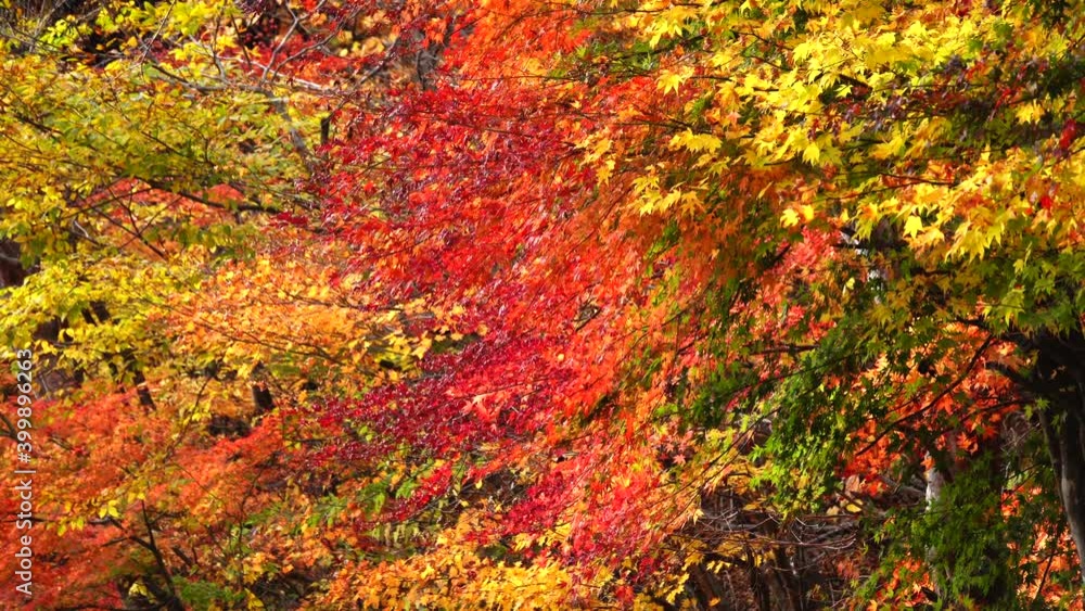 紅葉 紅葉