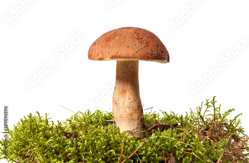 Fresh boletus mushroom and moss isolated on white background
