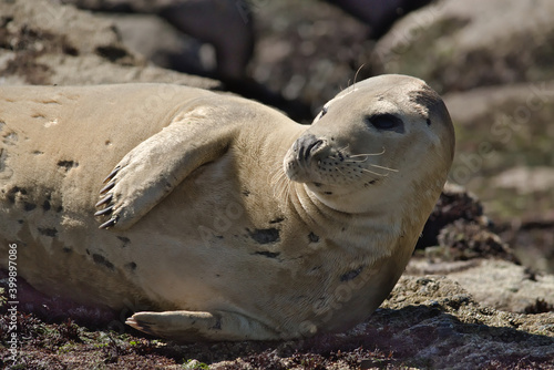 A seal on the shore photo