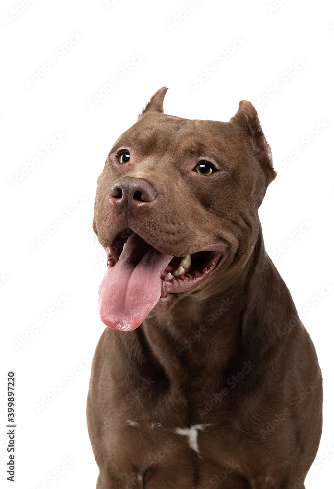 Chocolate pitbulls clearance