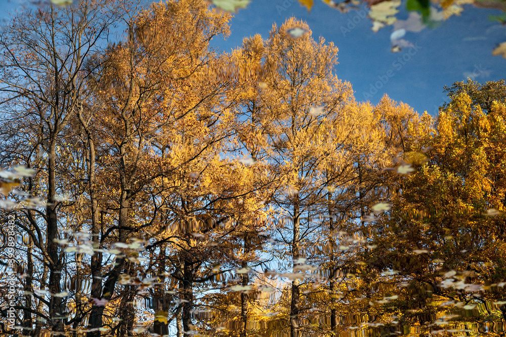 Autumn trees reflected in water pf small pond, Blured background texture