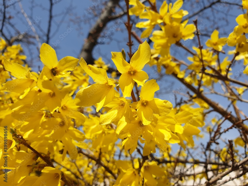 Forsythia to announce spring(close-up) Forsythia to announce spring(close-up)