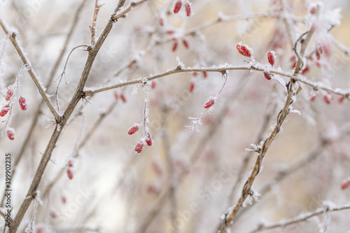 Beautiful winter plant, frozen berries in frost day. Natural environment. Seasons, ecology, botany natural background.