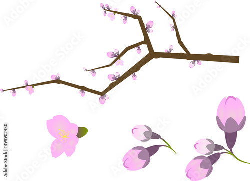 まだ咲かない桜のつぼみと枝のイラスト