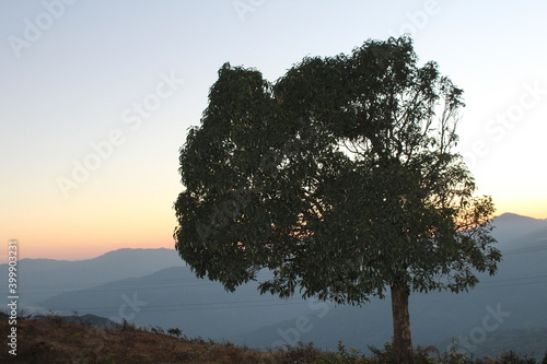 Beautiful big tree is growing in the mountain hilly area before sunset