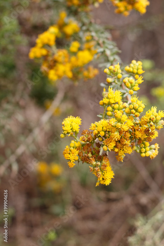 Blooming yellow discoid head inflorescences of Coastal Goldenbush, Isocoma Menziesii, Asteraceae, native androgyne perennial shrub in Ballona Freshwater Marsh, Southern California Coast, Autumn.