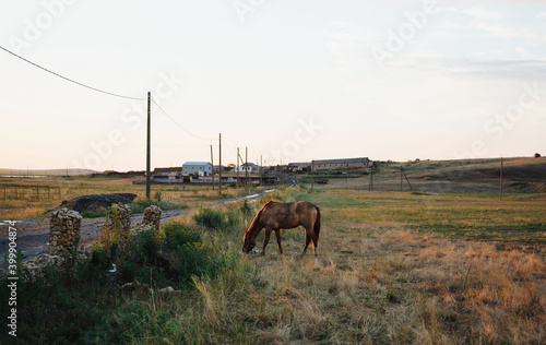 Countryside problem horse in the field eating grass nature photo