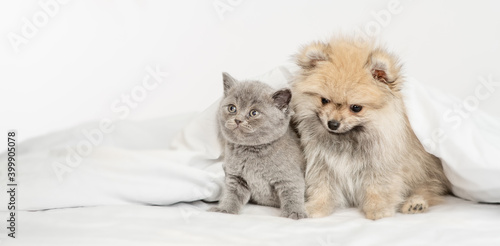 Cat and Pomeranian spitz puppy sit together under warm blanket on a bed at home and look away and up. Empty space for text