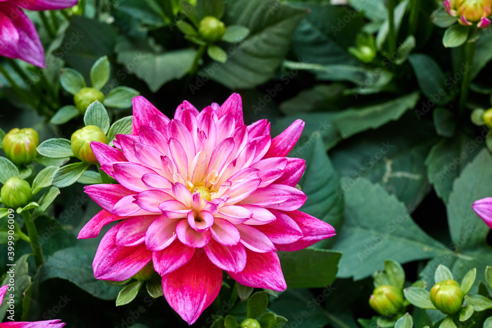 Obraz premium Beautiful flowers of Chinese Aster.