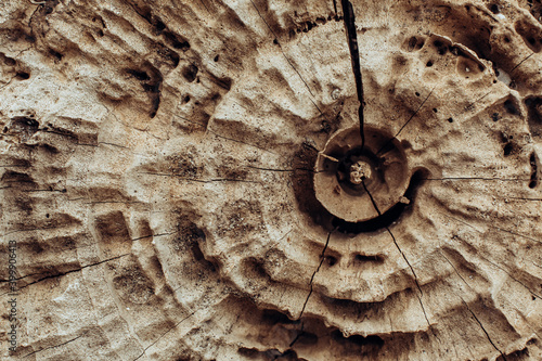 Stump of tree felled - section of the oak trunk with annual rings. Slice wood.